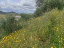 Flora del Cerro Masatrigo